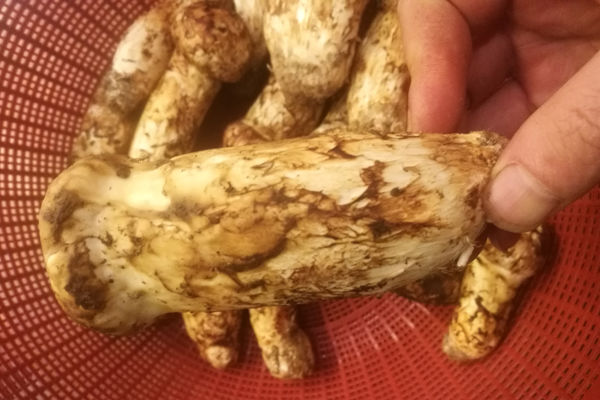 最好的松茸產(chǎn)自哪里-世界最好的松茸產(chǎn)地大全